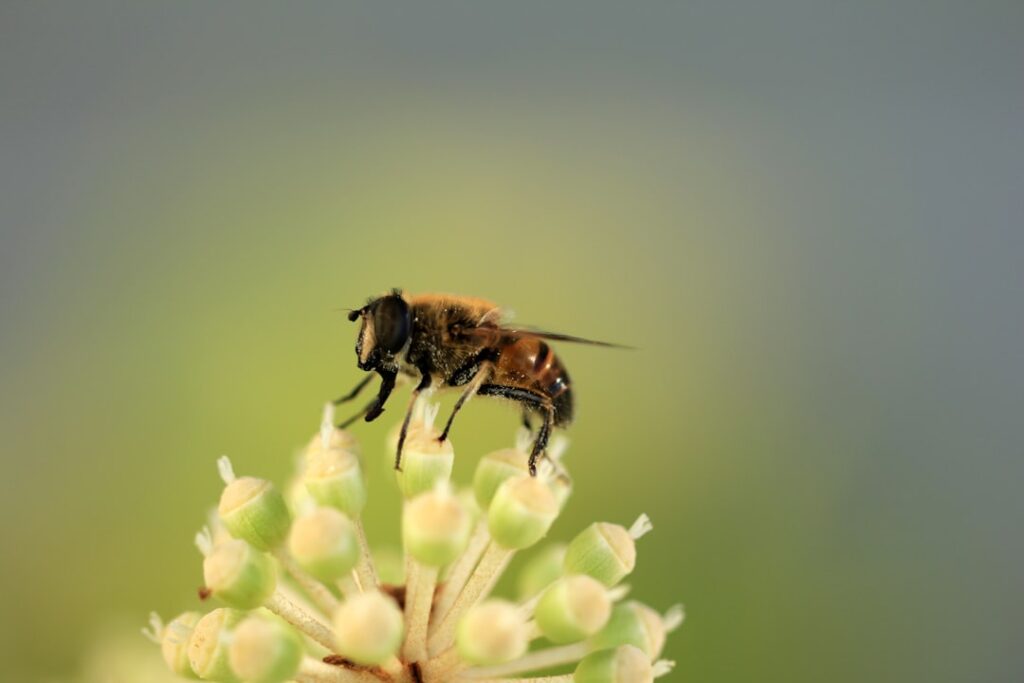 UK Faces Potential Food Shortages Amid Middle East Tensions a close up of a bee on a flower