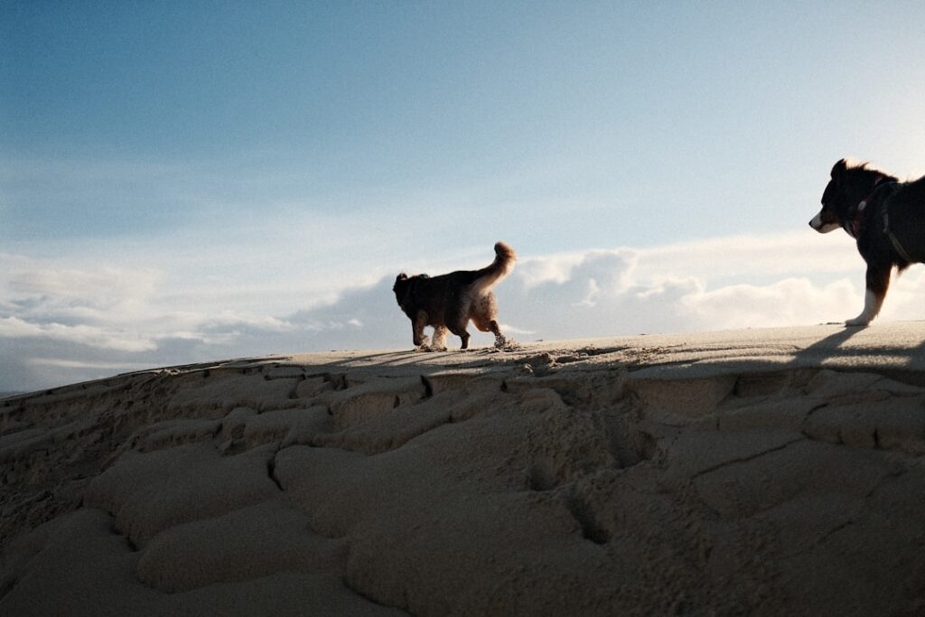 Middle East Tensions Push Travelers to Domestic Holidays Two dogs on a sandy dune under a cloudy sky