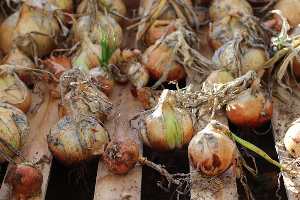 Harvard Student Turns Food Waste Into $500K Business Many harvested onions drying on wooden planks.
