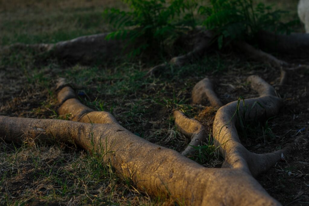 Spring Tree Roots Threaten Pipes: Prevention Saves Thousands brown tree trunk on green grass during daytime