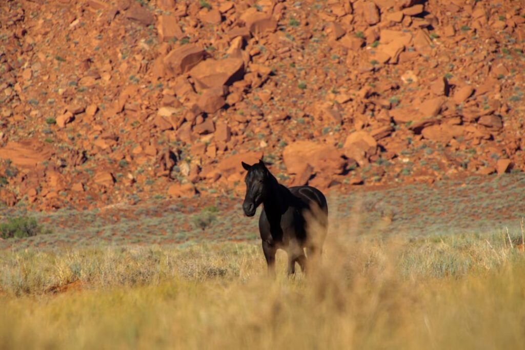 Wild Horse Roundups Challenged in Arizona Forest A black horse is standing in a field