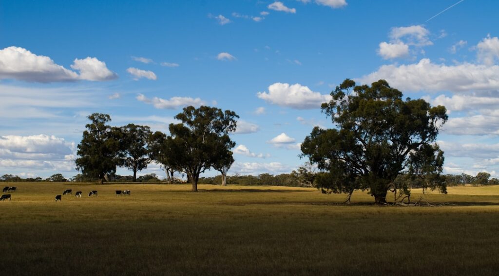 Commercial Land Mortgages: Complete Financing Guide Eucalyptus trees in a grassy field under a cloudy sky