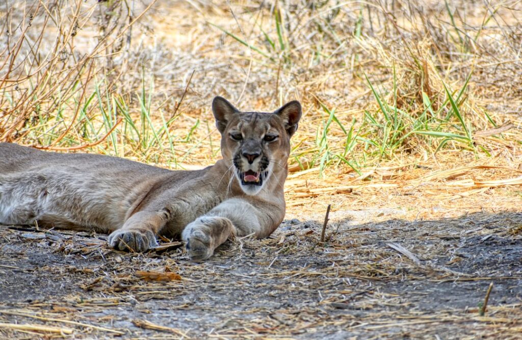 Animal Sanctuary Fights Eviction with Ambitious Land Purchase Plan a lion lying on the ground