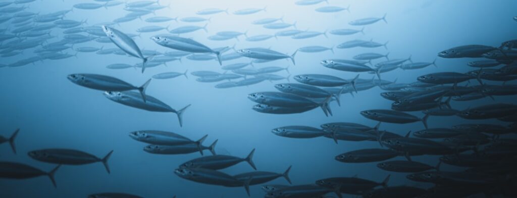 Pacific Islands Face Economic Crisis as Tuna Populations Shift A school of fish swims in the deep blue ocean.
