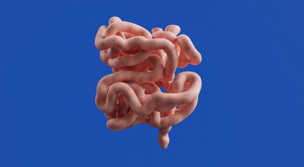 Inhibrx's Ozekibart Shows Promise in Advanced Colorectal Cancer The image shows the human small intestine.