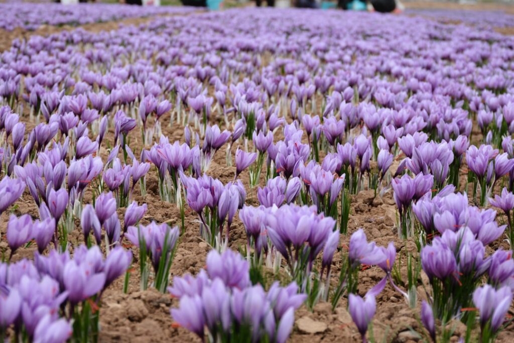 Oil Prices Surge on Trump's Iranian Ship Seizure a large group of purple flowers