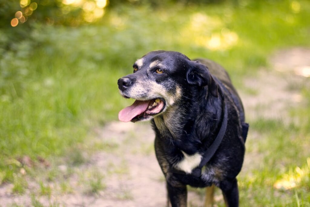$100 Monthly Pill Extends Senior Dog Lifespans black and white short coated dog on green grass field during daytime